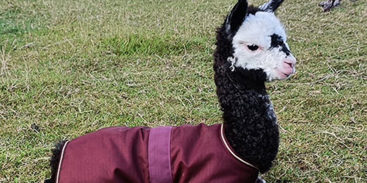 Alpacas for Sale Ireland: Find Healthy and Friendly Alpacas for Your Farm