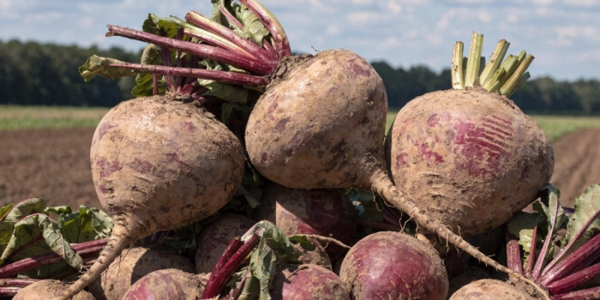 Sugar Beets Price Forecast: Price Chart and Demand Variations 2025