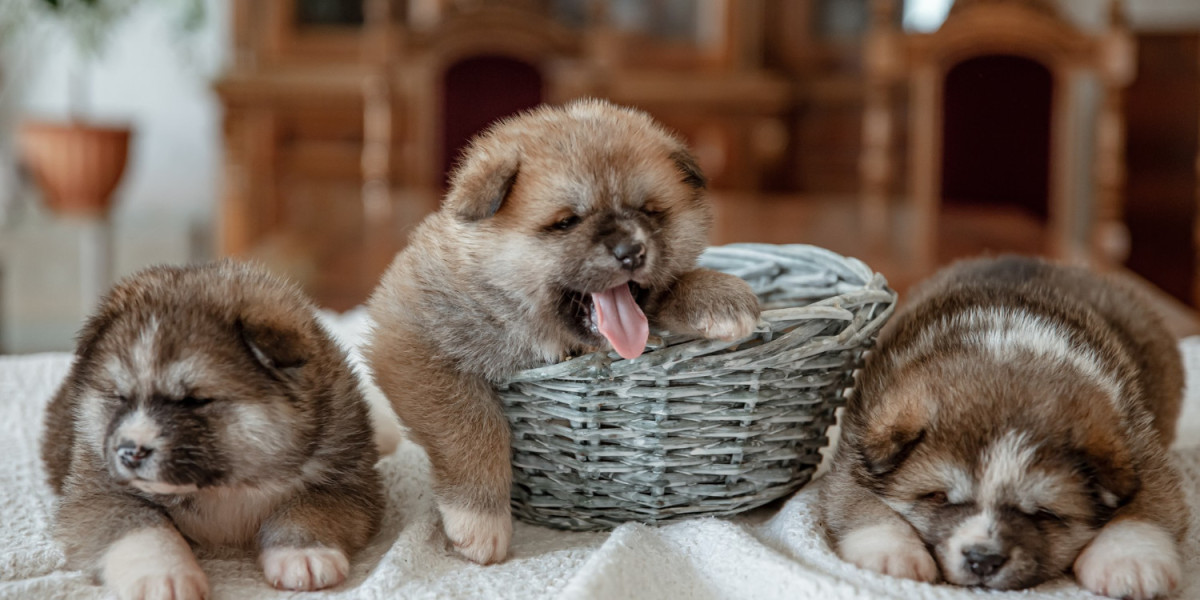 Why a Maltipoo Is the Perfect Family Companion in the UAE