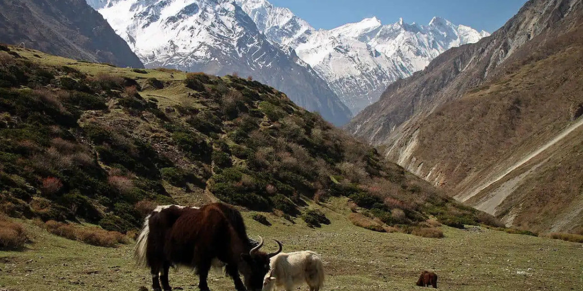 Legendary Spiritual Trail: Discover the Remote Wonders of Tsum Valley Trek in the Himalayas