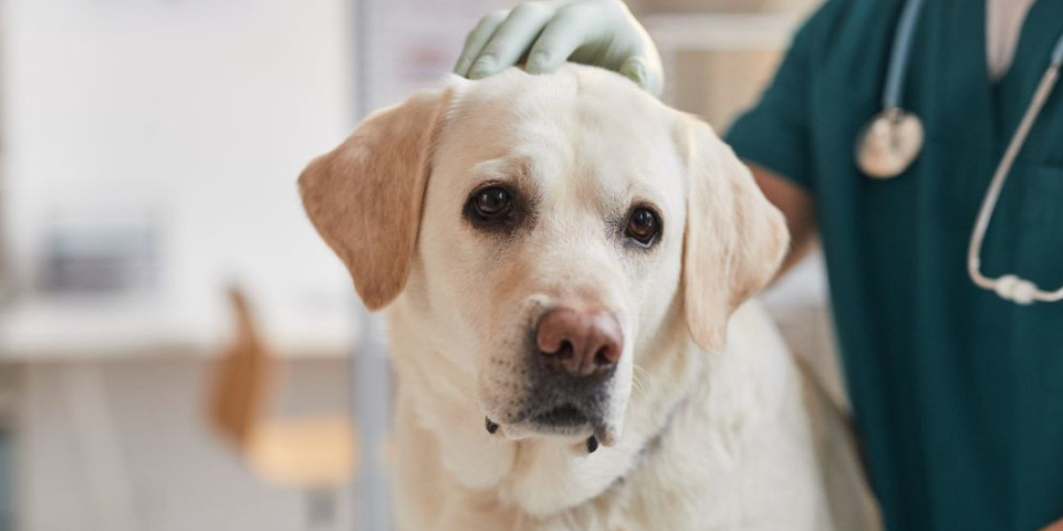 Step-by-Step Guide to Dog Spay in East York for Pet Owners