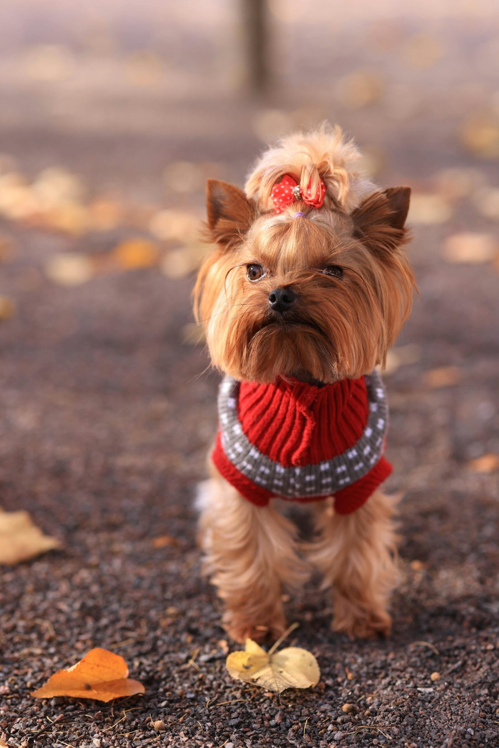 Yorkshire Terrier Dog Breeders
