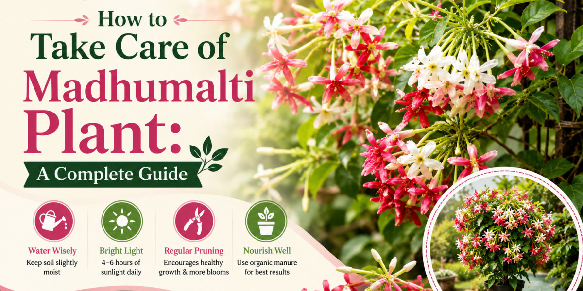 How to Take Care of Madhumalti Plant: A Complete Guide
