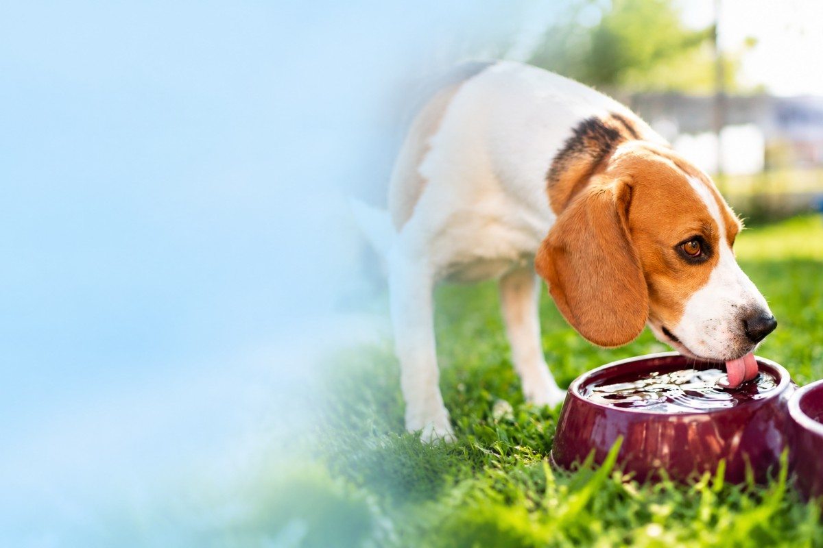 Is Softened Water Safe for Dogs? Ohio Owner's Guide