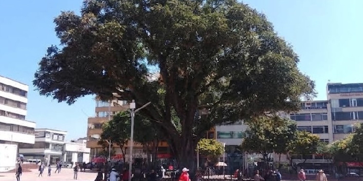 La majestuosa Cedrela de Duitama: un árbol que forma parte del patrimonio natural de Boyacá