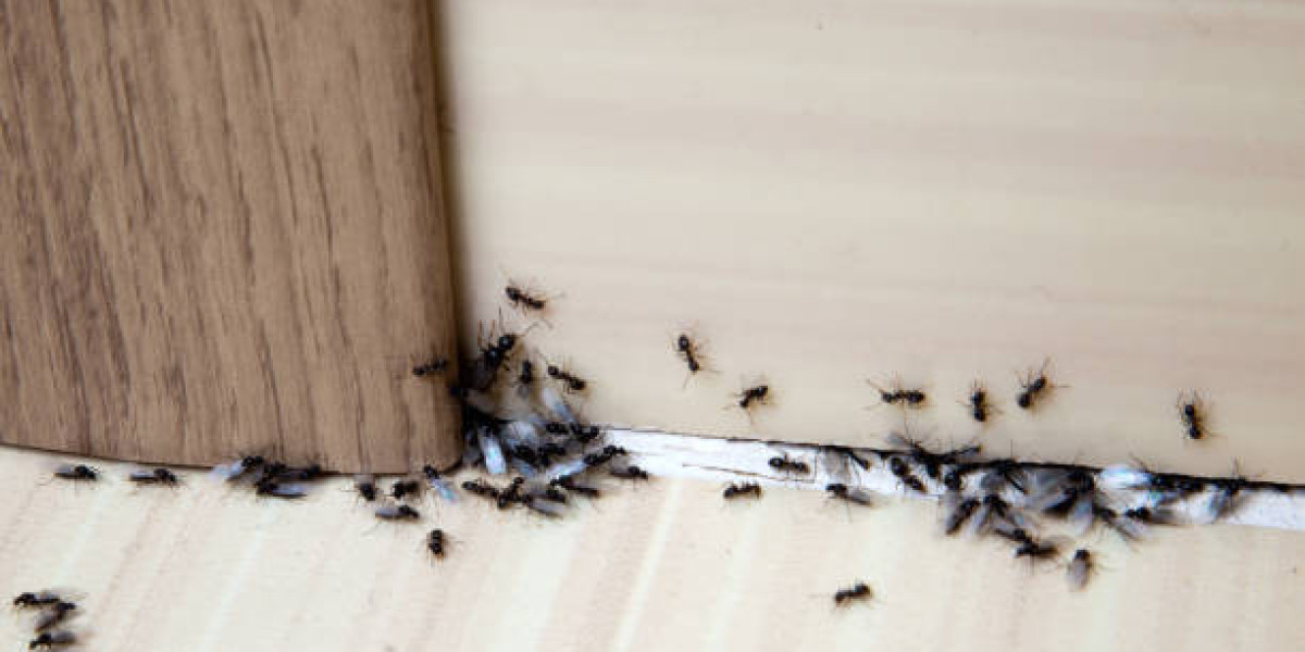 Best Pest Control and Termite Treatment in Lahore for Long-Lasting Property Protection